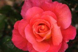 The Deep Rose Pink Ray of Spiritual Love